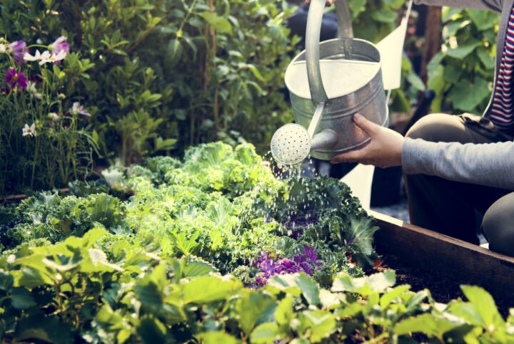 Woman using a watering can to water the flowers in her garden.
