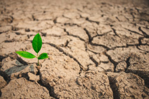 Dry, cracked, mud with a single plant sprouting between the cracks.